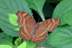 Junonia iphita