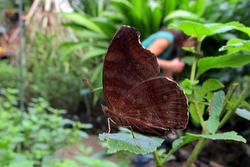 Junonia iphita