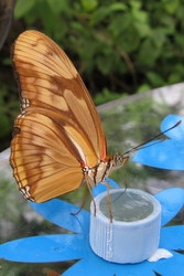 Dryas iulia