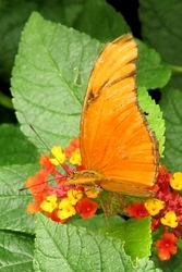 Dryas iulia