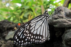 Ideopsis juventa