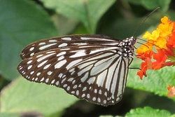 Ideopsis juventa