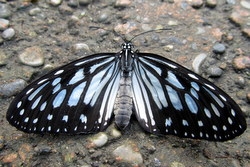 Ideopsis juventa