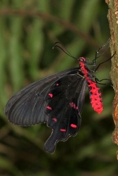 Pachiloptera kotzebuea