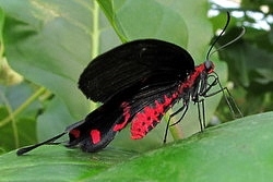 Pachliopta kotzebuea