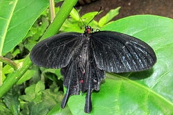 Pachliopta kotzebuea