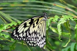 Idea leuconoe