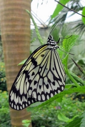 Idea leuconoe
