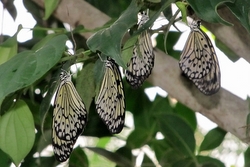 Idea leuconoe