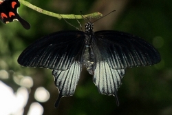 Papilio lowi - male