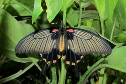 Papilio lowi - female