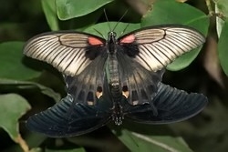 Papilio lowi