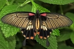 Papilio lwi - great yellow mormon