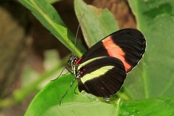 Heliconius melpomene