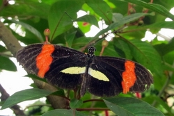 Heliconius melpomene