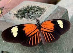 Heliconius melpomene