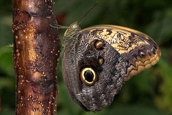 Caligo memnon
