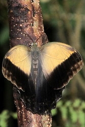 Caligo memnon
