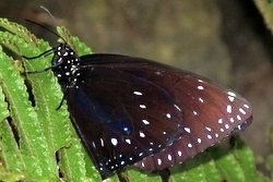 Euploea midamus