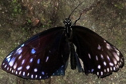 Euploea midamus