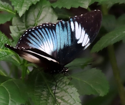 Hypolimnas monteironis