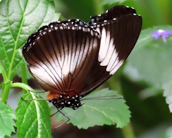 Hypolimnas monteironis