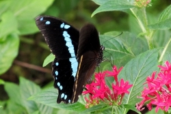 Papilio nireus