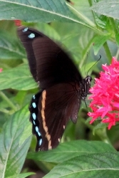 Papilio nireus