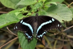 Papilio nireus - green-banded swallowtail