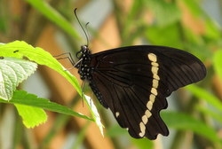 Papilio nireus