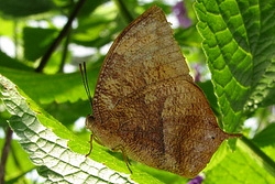 Fountainea nobilis