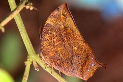 Fountainea nobilis