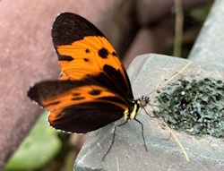 Heliconius numata