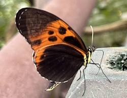 Heliconius numata