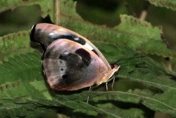 Catonephele numilia