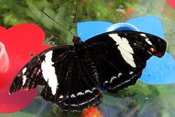 Catonephele numilia