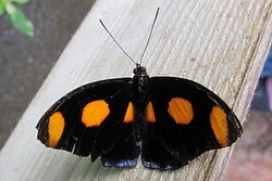 Catonephele numilia - blue-frosted banner