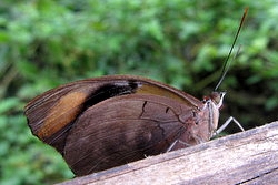 Catonephele numilia - blue-frosted banner