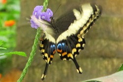Papilio ophidicephalus