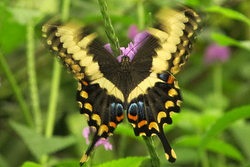 Papilio ophidicephalus