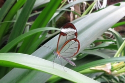 Greta oto