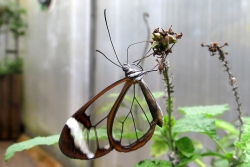 Greta oto - glasswing