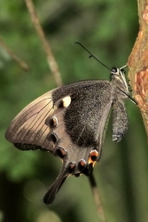 Papilio palinuras