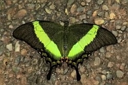 Papilio palinurus - emerald swallowtail