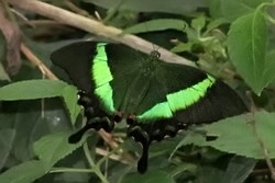 Papilio palinurus - emerald swallowtail