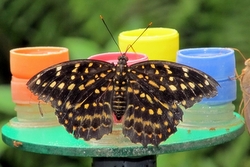 Lexias pardalis - female