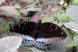 Lexias pardalis - male