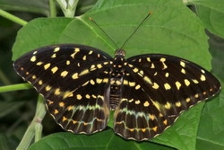 Lexias pardalis - Archduke