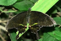 Papilio paris
