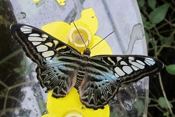 Parthenos sylvia